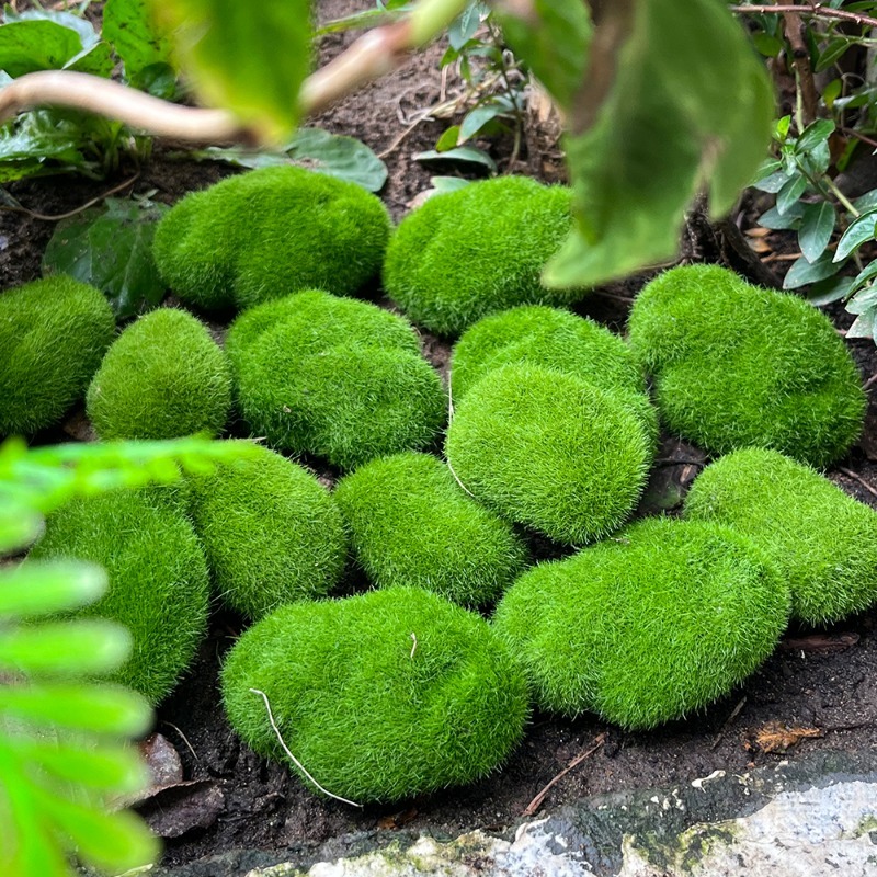5/30 шт. Искусственные камни-м – обзор и цена Sphagnum Moss Dry