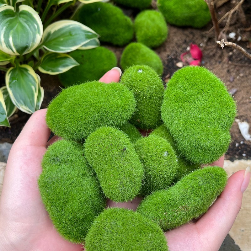 5/30 шт. Искусственные камни-м – обзор и цена Sphagnum Moss Dry